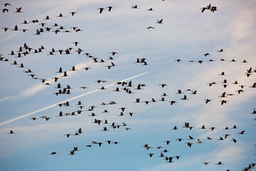 Common cranes flying to breeding grounds, seasonal spring bird migration