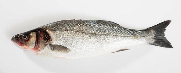 Close up of uncooked European bass on white background