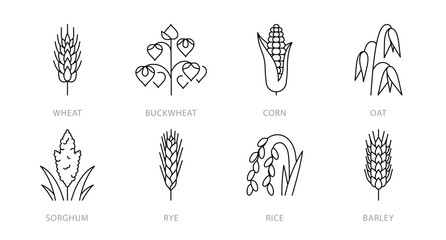 Cereals line icons - wheat, buckwheat, corn, oat, sorghum, ry, rice, barley. Spikes and panicles of grain plants. Bread, nutrition, fiber, carbs. Linear illustration, editable stroke, thin line
