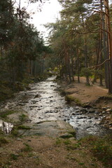 Bosque con un río. Boca del asno. Madrid. Paisaje otoñal 