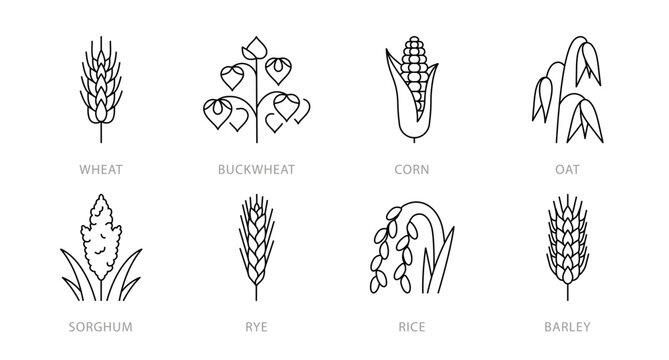 Cereals line icons - wheat, buckwheat, corn, oat, sorghum, ry, rice, barley. Spikes and panicles of grain plants. Bread, nutrition, fiber, carbs. Linear illustration, editable stroke, thin line