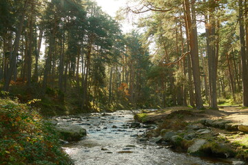 Fototapeta premium Bosque con un río en otoño. España. Madrid. 