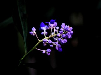 Blaue Pflanze vor schwarzem Hintergrund