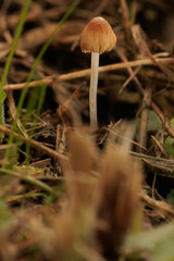 秋の野原に生える小さなキノコ
