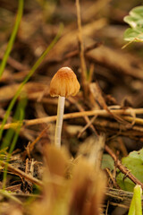 秋の野原に生える小さなキノコ