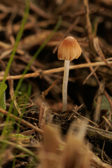 秋の野原に生える小さなキノコ