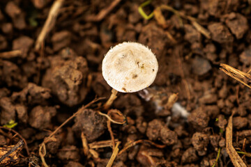 秋の野原に生える小さなキノコ