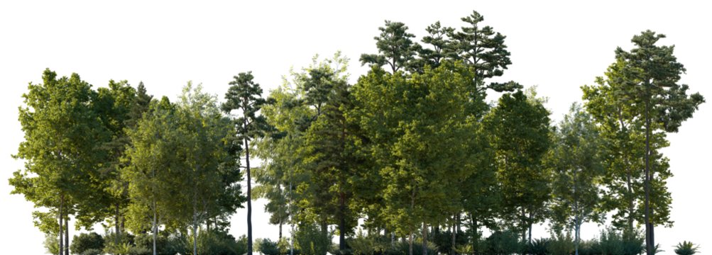 Frontal view Forest mixed trees (birch, sycamore platanus, spruce, pine, maple and other) isolated png on a transparent background premium cutout day lighting