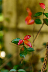 秋に色づいた葉