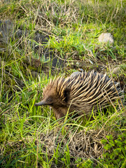 Portrait of an echidna in the wild walking through green grass in Australia
