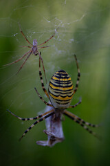 Männliche Wespenspinne mit weiblicher Spinne