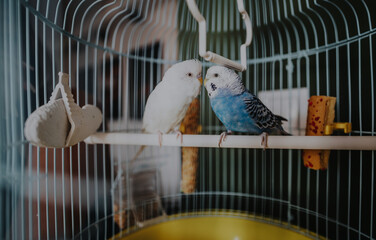 Two budgerigar parrots, one white and one blue, sit closely on a swing inside a cage, displaying...
