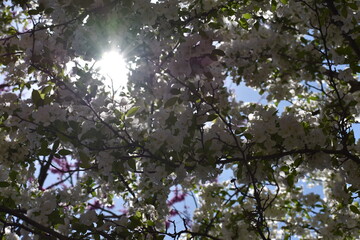 sun shining through trees