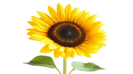 Obraz premium Sunflower transparent background