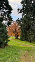 trees in the park