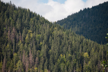 Misty Pine Forest Serenity