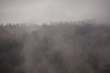 Misty Pine Forest Serenity