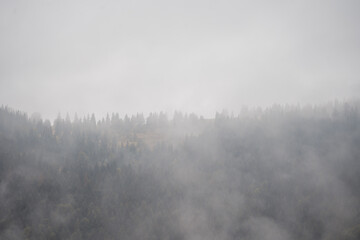 Misty Pine Forest Serenity