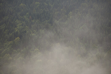 Misty Pine Forest Serenity