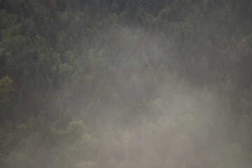 Misty Pine Forest Serenity