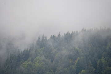 Misty Pine Forest Serenity