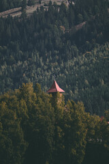 Autumn Serenity in a Misty Pine Forest
