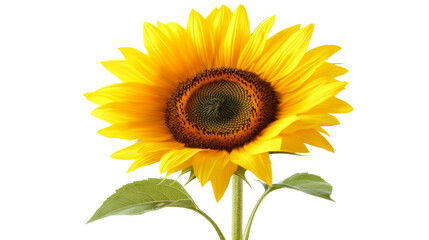 Obraz premium Sunflower transparent background