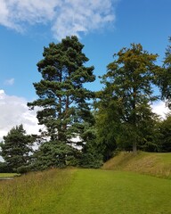Trees in a garden in summer