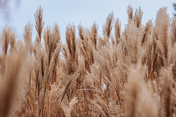 Fototapeta premium Close-up of tall, dry grass blades in a field, creating a soft, textured pattern against a light sky. The grass appears golden brown, evoking a calm, natural scene.