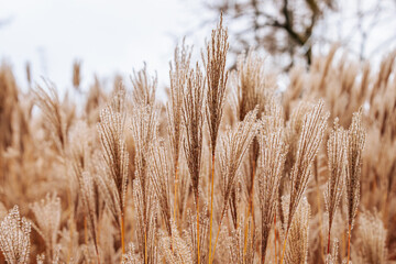 Fototapeta premium Close-up of tall, dry grass blades in a field, creating a soft, textured pattern against a light sky. The grass appears golden brown, evoking a calm, natural scene.