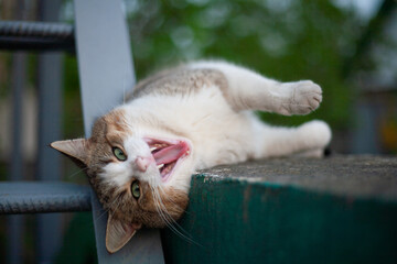 Playful tabby cat lying on its side with mouth open, appearing to yawn or meow. The cat’s green eyes are wide open, capturing a curious or joyful moment outdoors