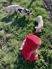 A child in red hoodie, with hood on, sitting on a grass with three piglets on a bright sunny day