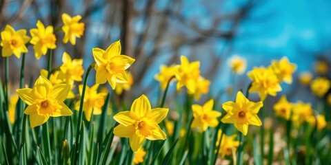 Vibrant yellow daffodil flowers blooming in a lush green field under the bright sun, field, nature