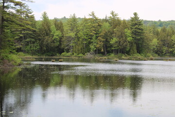 lake in the woods