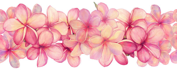 Watercolor  of Plumeria seamless  border  isolated on a white or transparent background