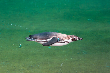 Naklejka premium Animals in zoo and wildlife. High resolution photo.