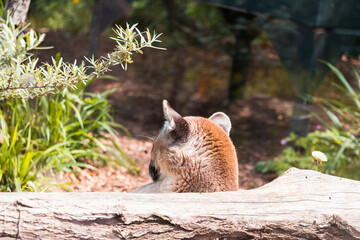 Obraz premium Animals in zoo and wildlife. High resolution photo.