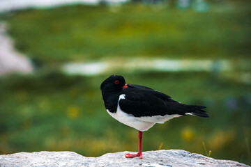 oystercatcher 