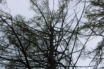 branches against sky