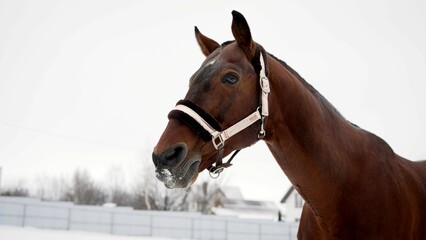 Fototapeta premium Close-up of a horse's face outdoors in winter. Close-up of a brown horse's head on a winter day.