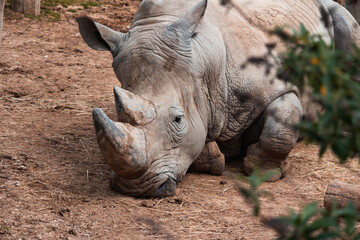 Obraz premium Animals in zoo and wildlife. High resolution photo.