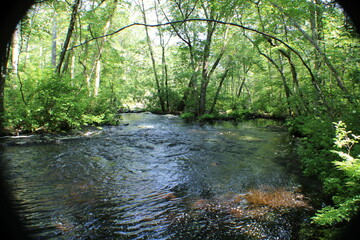 stream in the forest