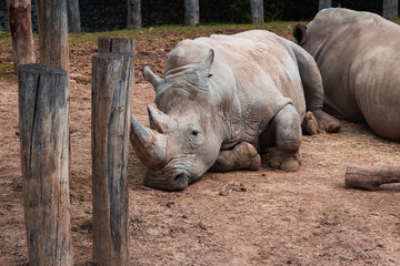 Fototapeta premium Animals in zoo and wildlife. High resolution photo.