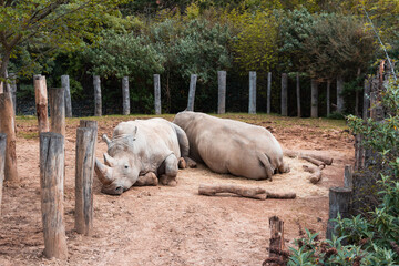 Fototapeta premium Animals in zoo and wildlife. High resolution photo.