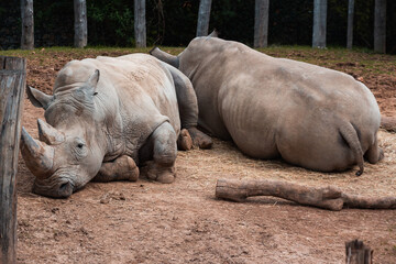 Animals in zoo and wildlife. High resolution photo.