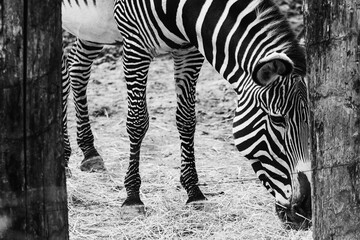 Animals in zoo and wildlife. High resolution photo.