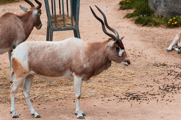 Animals in zoo and wildlife. High resolution photo.