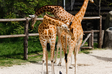 Animals in zoo and wildlife. High resolution photo.