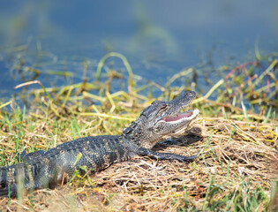 young alligator sunning in Florida swamp