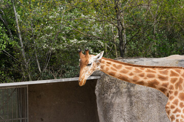 Obraz premium Animals in zoo and wildlife. High resolution photo.